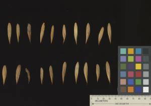 SEED